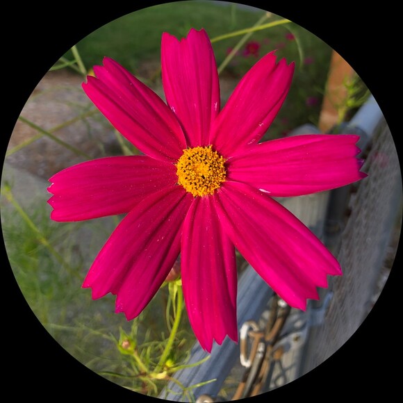calkon_color